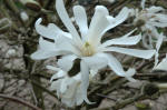 Magnolia stellata 'Centennial'